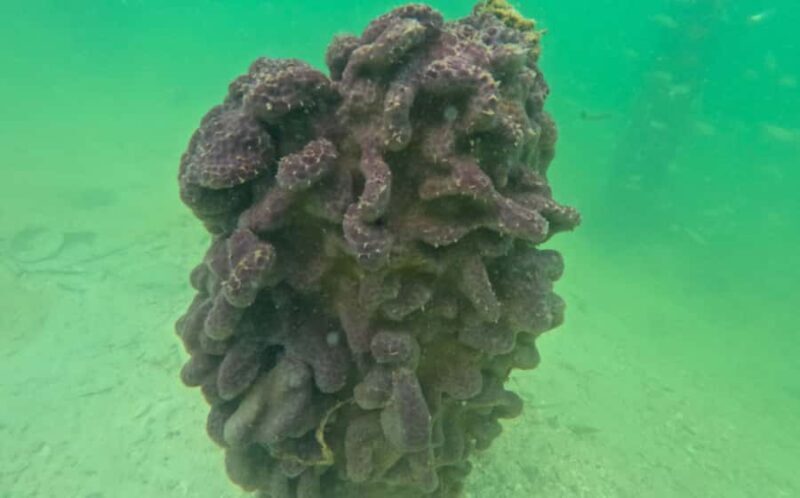 Sarasota: Clear Kayak Mangrove Tunnel & Beach Hopping Tour - A closer look at the Sarasota Kayak Experience