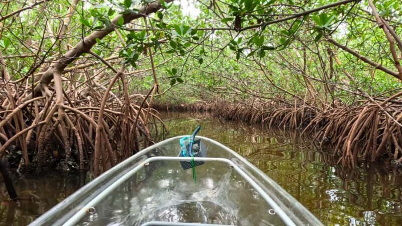 Sarasota: Clear Kayak Mangrove Tunnel & Beach Hopping Tour - Final Thoughts