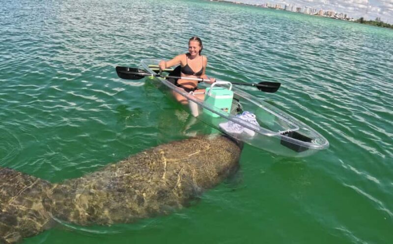 Sarasota: Clear Kayak Mangrove Tunnel Eco Tour - Key Points