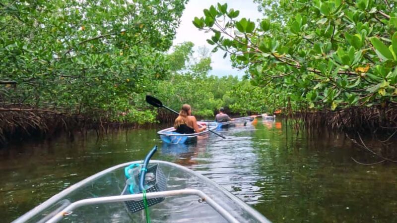 Sarasota: Clear Kayak Mangrove Tunnel Eco Tour - The Sum Up: Who It’s Perfect For