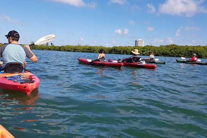 Sarasota Guided Mangrove Tunnel Kayak Tour - Tour Itinerary