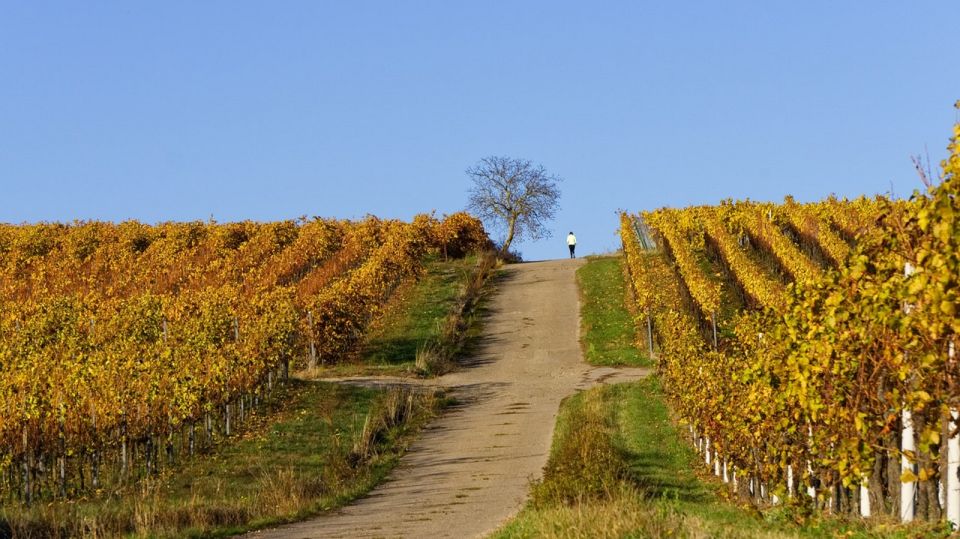 Sardinia: Food and Wine Tour by Tuk Tuk or Minivan - Winery Experience