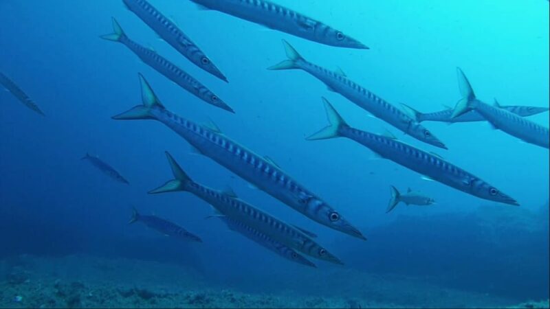 Sardinia, La Maddalena Archipelago: First Dive Experience - Boat Ride to the Diving Spot