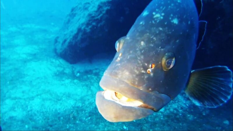 Sardinia, La Maddalena Archipelago: First Dive Experience - Exploring the Marine Life