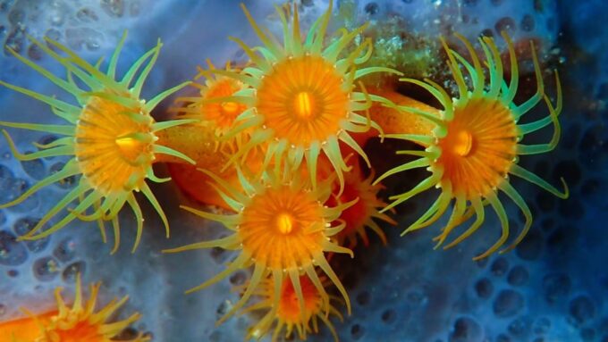 Sardinia, La Maddalena Archipelago: First Dive Experience - Frequently Asked Questions