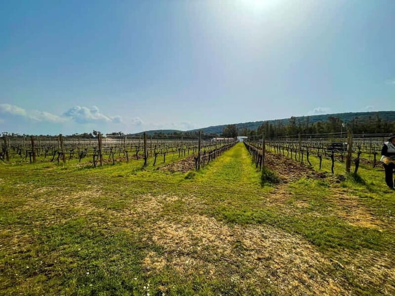 Sardinia: Wine Tasting and Nuragic Village Tour in Alghero - Key Points