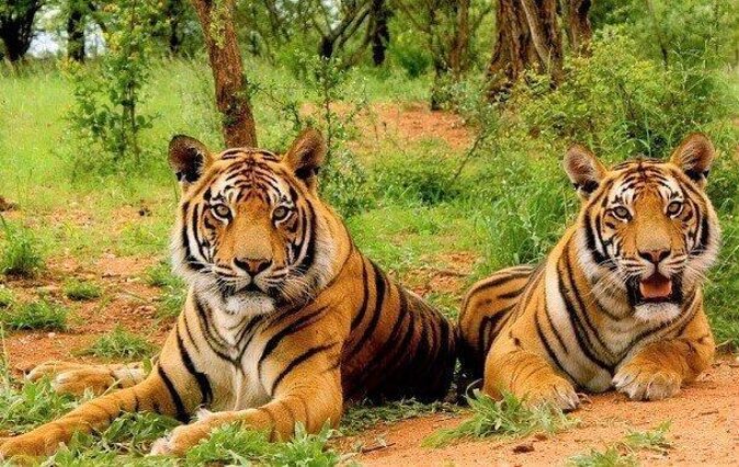 Sariska Tiger Reserve Safari Tour From Jaipur - Good To Know