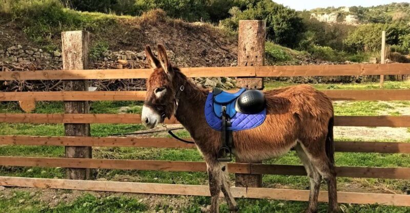 Sassari: hiking with donkeys in Cargeghe and aperitif - Key Points