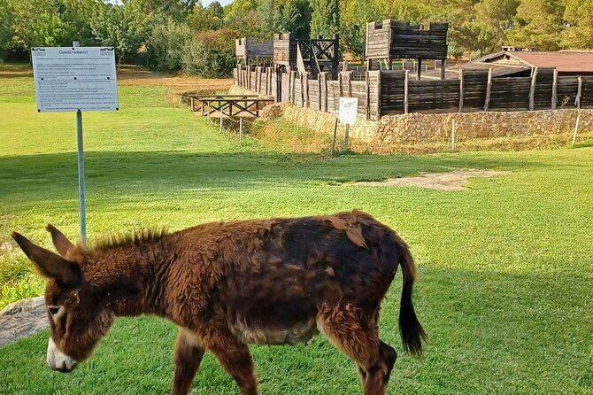 Sassari Visit to the Roman Castrum and the Educational Farm - Key Points