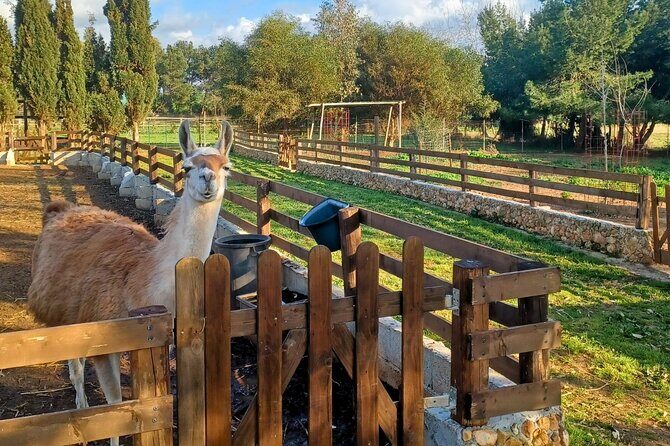 Sassari Visit to the Roman Castrum and the Educational Farm - Practical Tips for Visitors