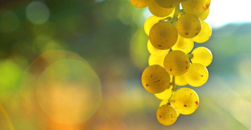 Sauternes : Sweet Wine From Bordeaux - Key Points