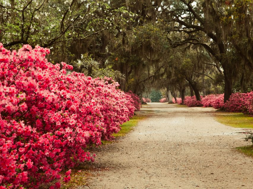 Savannah: Bonaventure Cemetery Tour - Discovering Bonaventures Natural Beauty