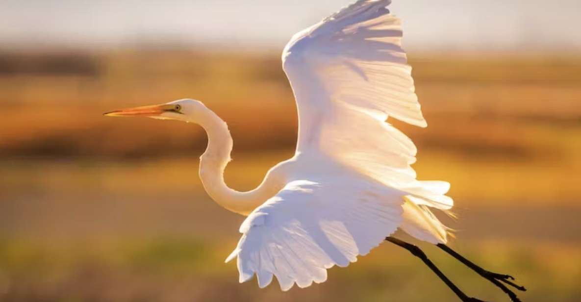 Savannah: Sunset Dolphin Watching Eco Tour by Boat - Cancellation Policy