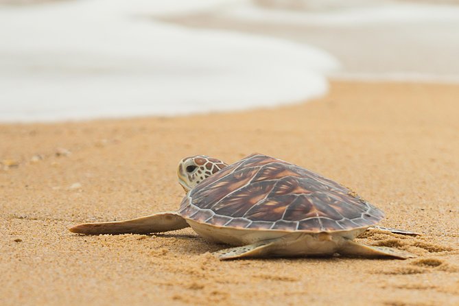 Savannah to Tybee Island With Dolphin Cruise - Additional Info