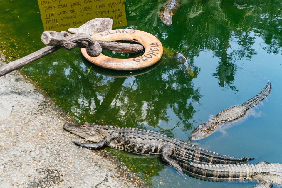 Savannah: Tybee Island Dolphin Tour - Inclusions