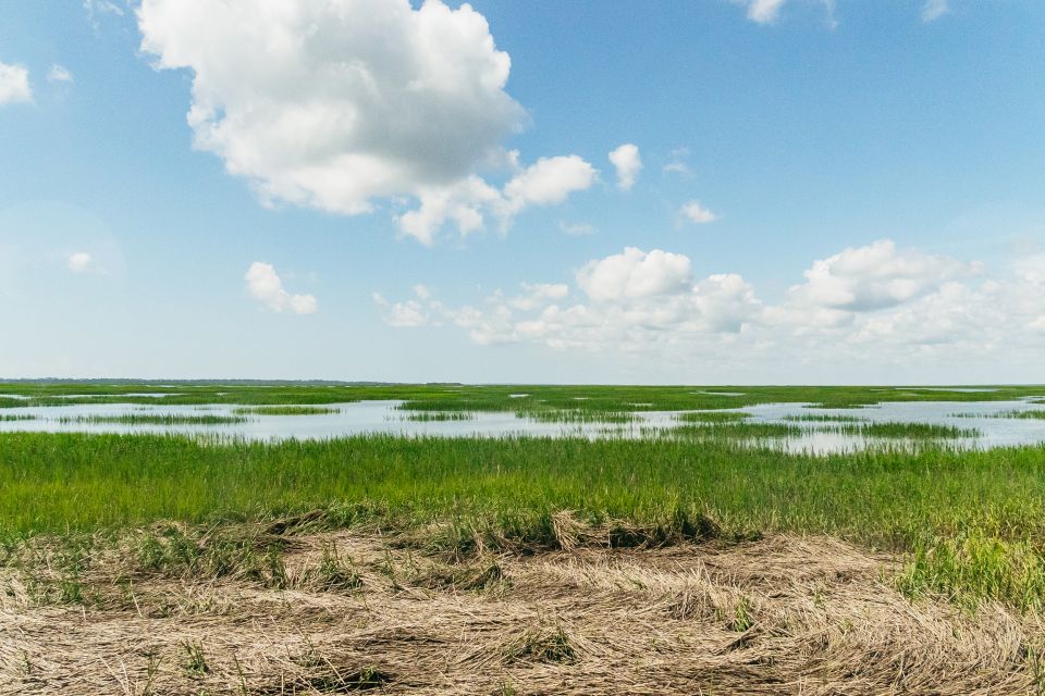 Savannah: Tybee Island Dolphin Tour - Recap