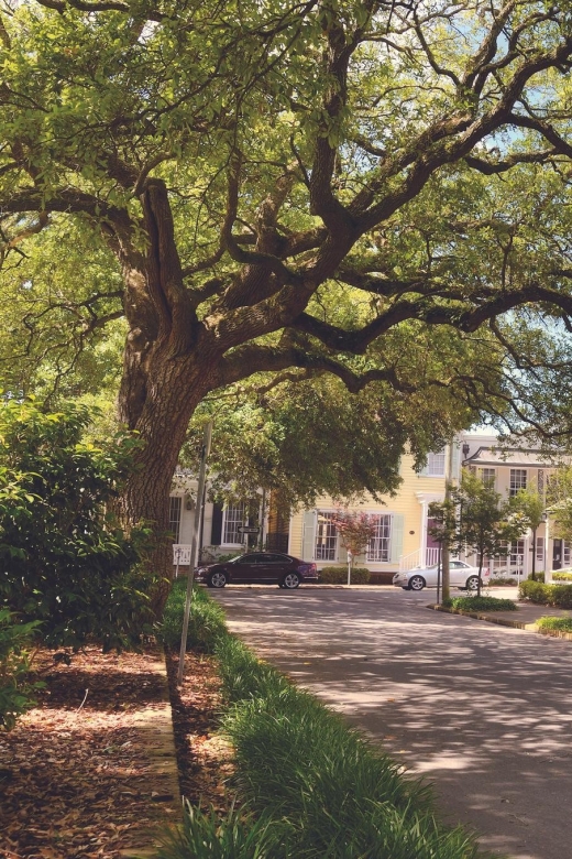 Savannah's Enchanted Stroll: A Journey Through Time - Key Points