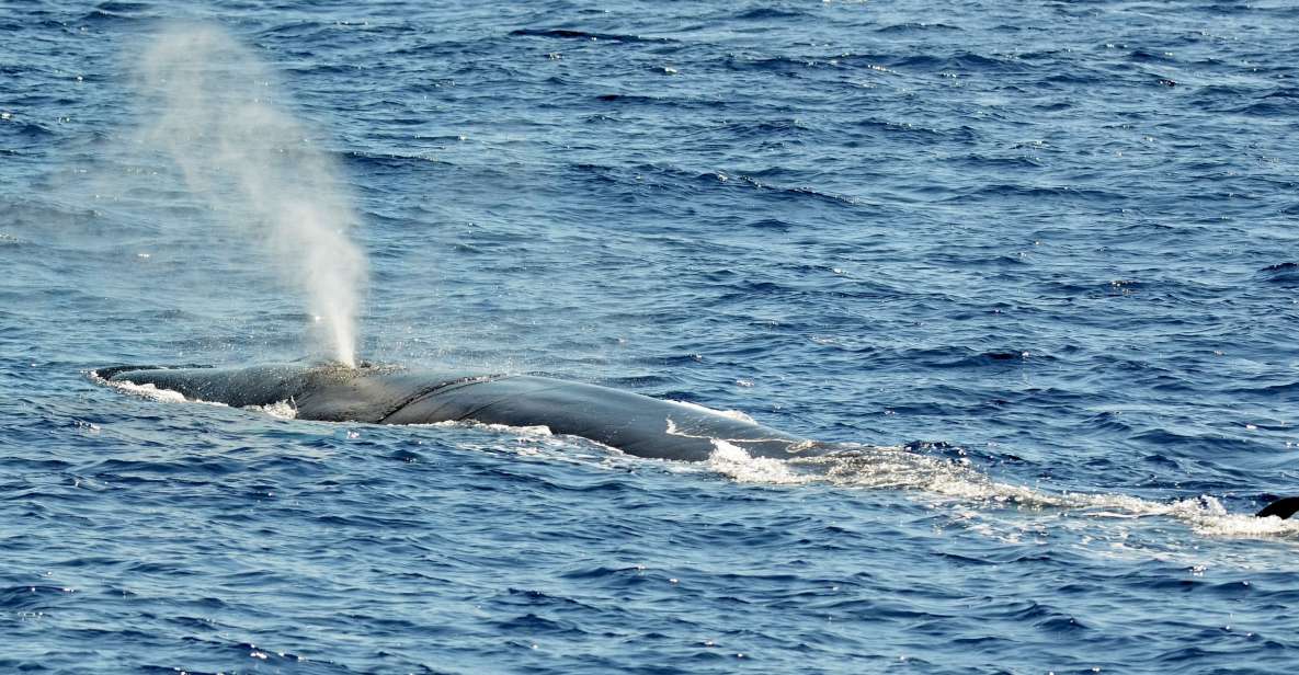 Savona: Pelagos Sanctuary Guided Cetacean Watching Tour - Key Points