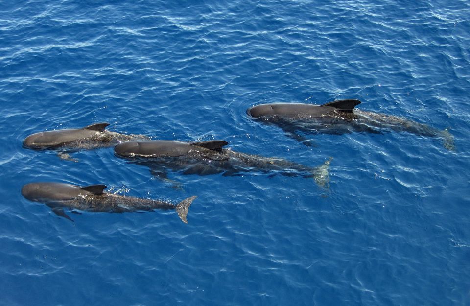 Savona: Pelagos Sanctuary Guided Cetacean Watching Tour - Experience Highlights