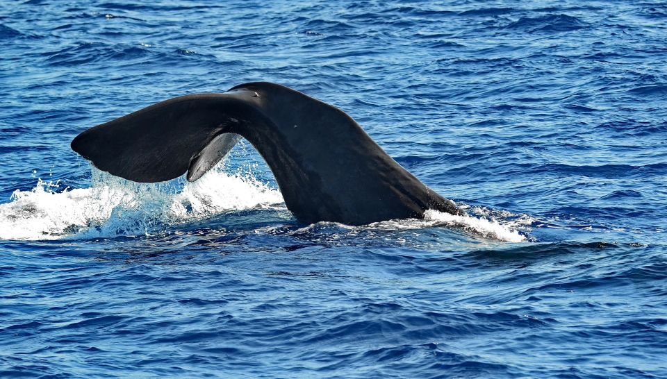 Savona: Pelagos Sanctuary Guided Cetacean Watching Tour - Itinerary Details