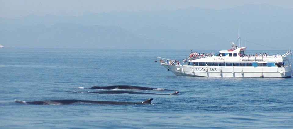 Savona: Pelagos Sanctuary Guided Cetacean Watching Tour - Customer Feedback