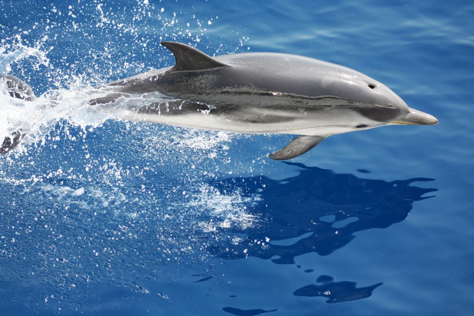 Savona: Pelagos Sanctuary Guided Cetacean Watching Tour - Booking Process