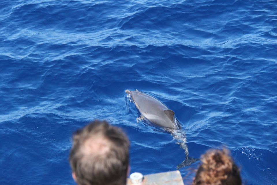 Savona: Pelagos Sanctuary Wildlife Cruise With Guide - Wildlife Experience Details
