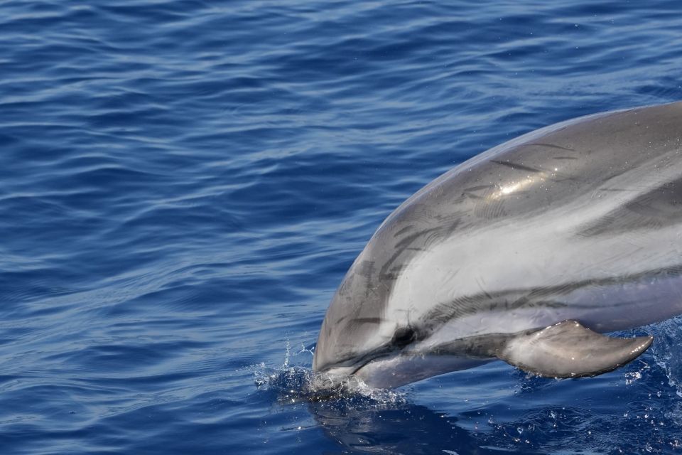 Savona: Pelagos Sanctuary Wildlife Cruise With Guide - Safety and Precautions