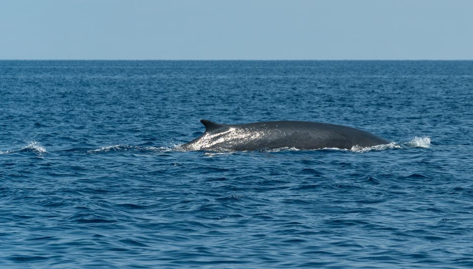 Savona: Pelagos Sanctuary Wildlife Cruise With Guide - Customer Reviews and Ratings