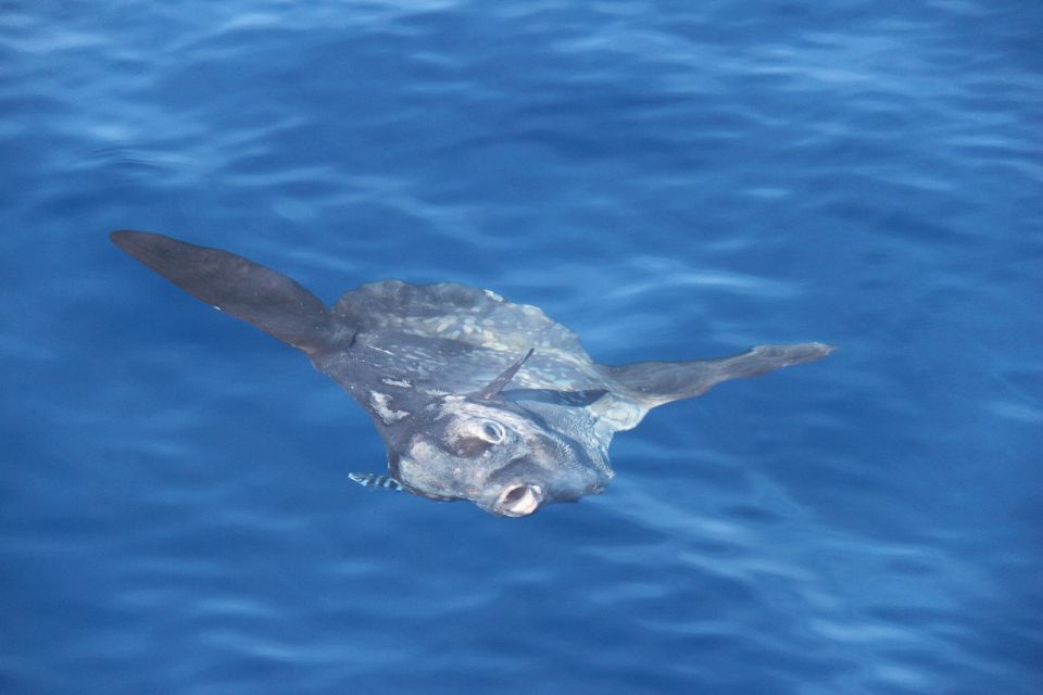 Savona: Pelagos Sanctuary Wildlife Cruise With Guide - Booking Information