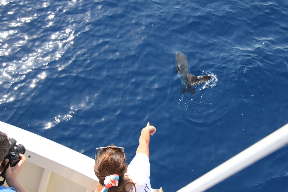 Savona: Pelagos Sanctuary Wildlife Cruise With Guide - What to Expect on Board