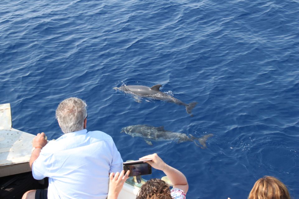 Savona: Pelagos Sanctuary Wildlife Cruise With Guide - Tips for a Great Experience