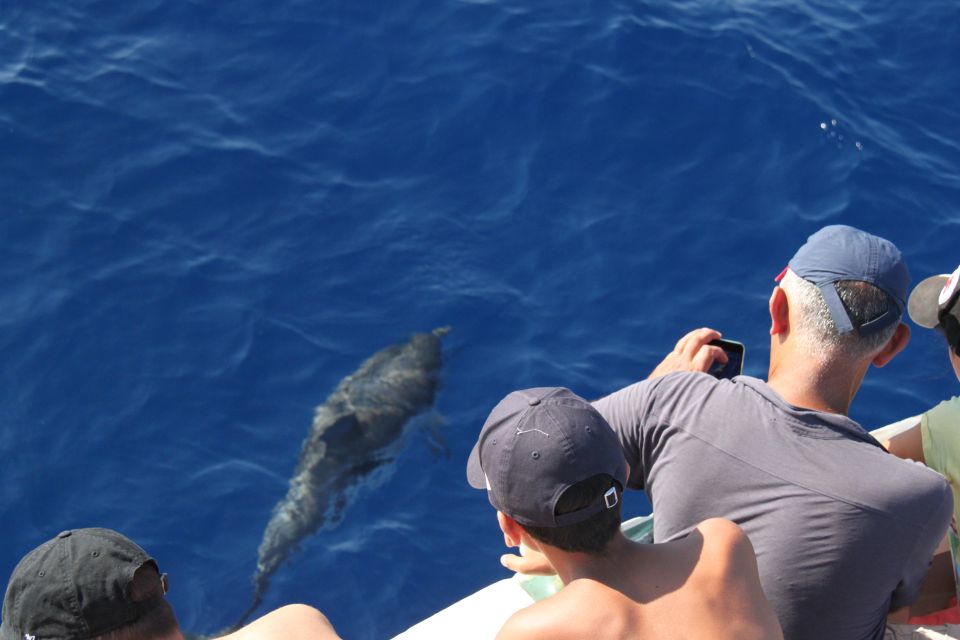 Savona: Pelagos Sanctuary Wildlife Cruise With Guide - Recap