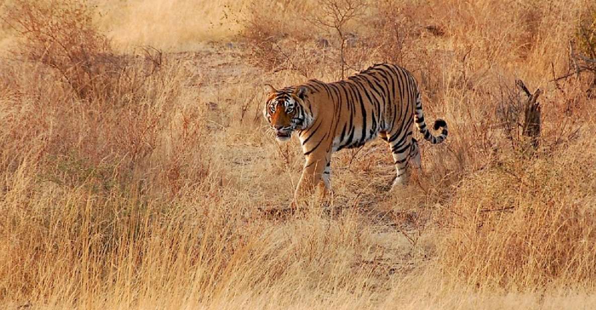 Sawai Madhopur: Ranthambore Guided Safari Trip - Key Points