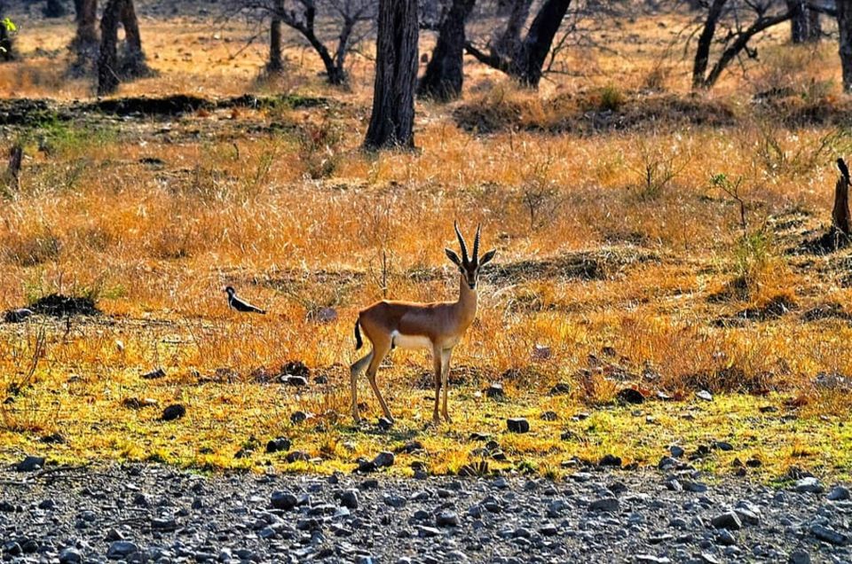 Sawai Madhopur: Ranthambore Guided Safari Trip - Booking and Payment Options