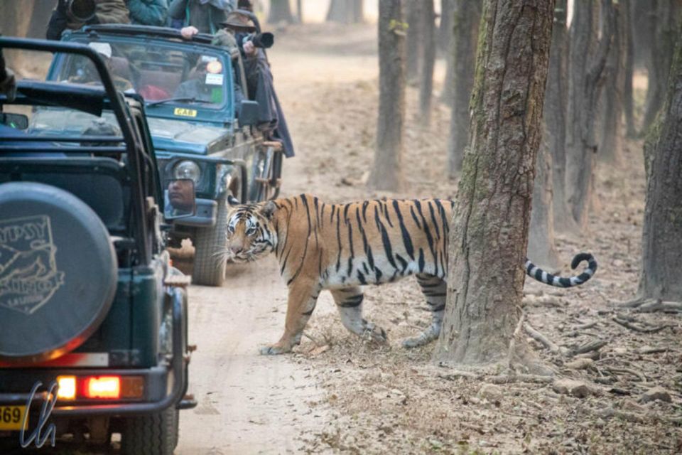 Sawai Madhopur: Ranthambore Guided Safari Trip - Customer Feedback