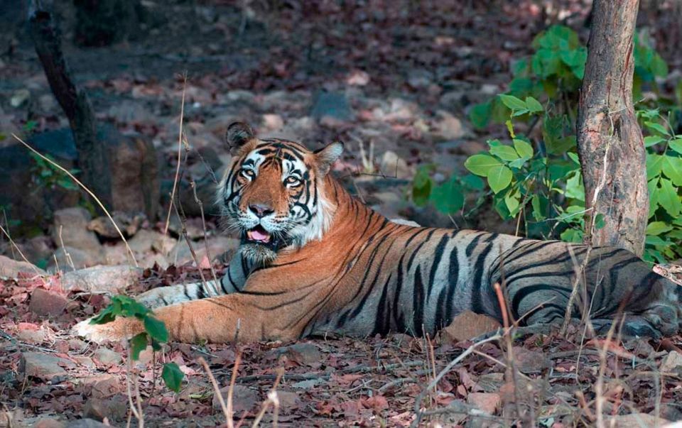 Sawai Madhopur: Ranthambore Guided Safari Trip - Wildlife Encounter Details