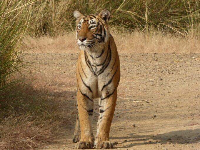 Sawai Madhopur: Ranthambore National Park Safari - The Sum Up