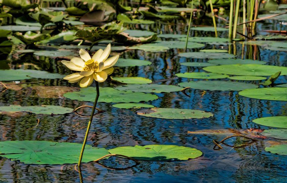 Sawgrass Park: Private 1-Hour Airboat Adventure Tour - Alligator Encounter