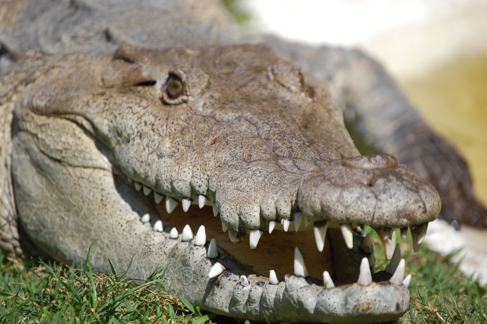 Sawgrass Park: Private 1-Hour Airboat Adventure Tour - Inclusions and Exclusions