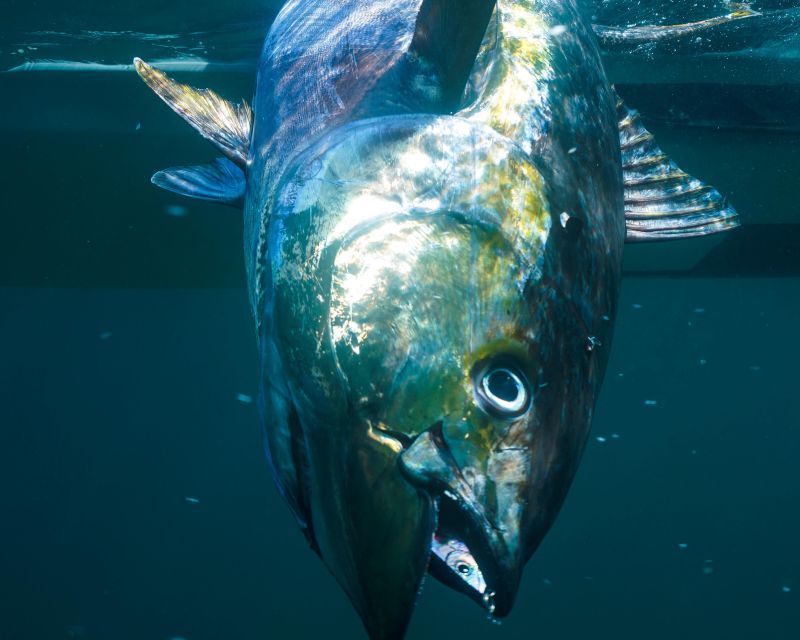 Sayulita Offshore Fishing: Sunrise to Sunset at La Corvetena - Pricing and Booking
