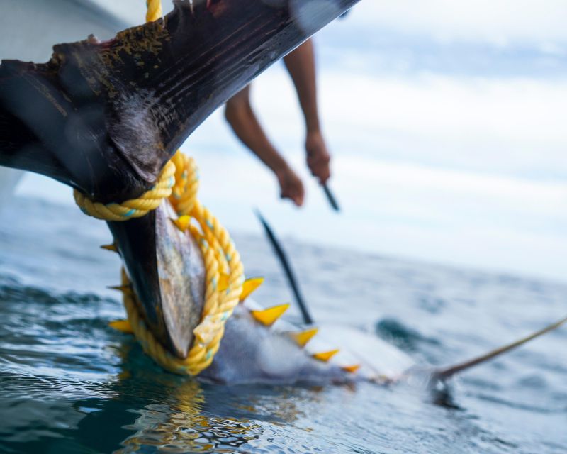 Sayulita Offshore Fishing: Sunrise to Sunset at La Corvetena - Transportation Details