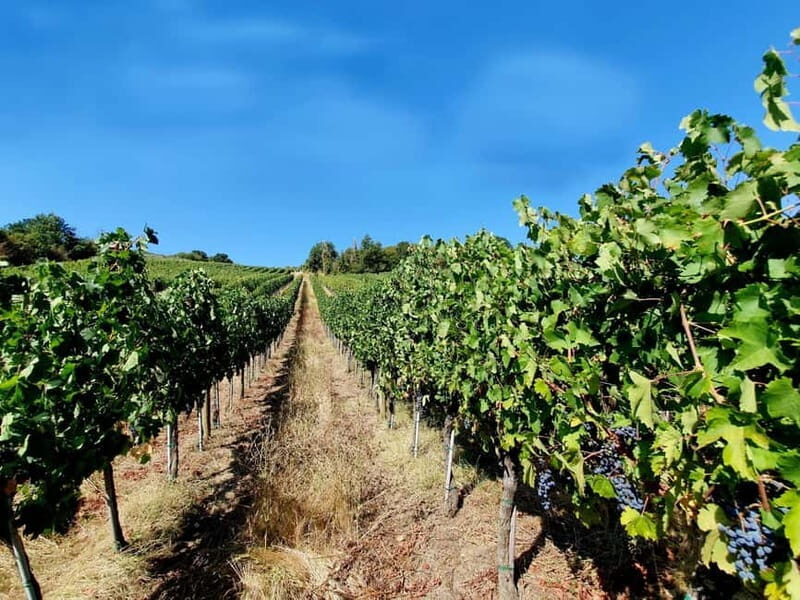 Scandicci: Bellavista Wine Tasting Experience - Exploring the Bellavista Wine Tasting Experience