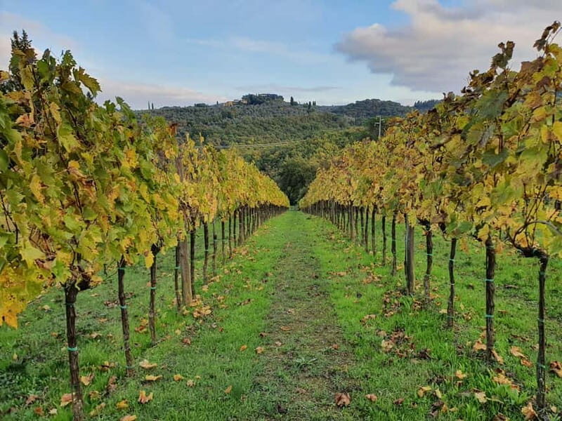 Scandicci: Bellavista Wine Tasting Experience - The Sum Up