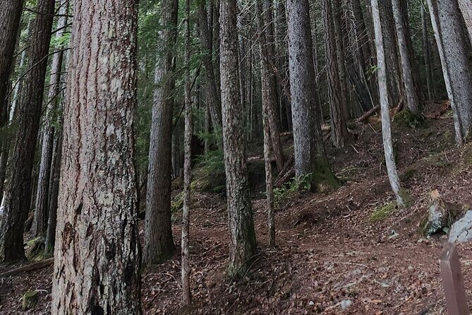 Scavenger Hunt Adventure with Geocaching in Whistler - What Makes the Trails Special