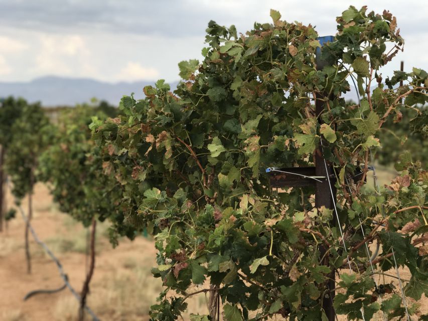 Scenic Desert Wine, Distillery Tastings/Brewery/RT66 & Lunch - Route 66 Museum