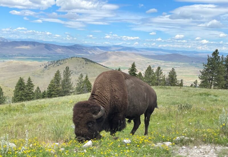 Scenic Driving Tour Flathead Lake and Bison Range - Highlights of the Experience