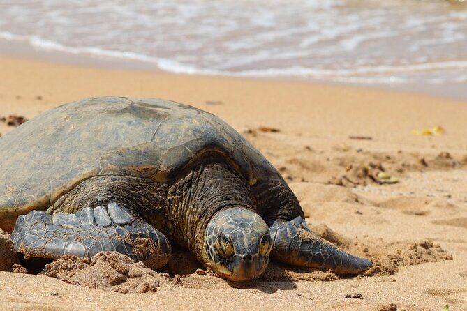 Scenic full day circle island tour-snorkeling/breakfast included - Who Should Consider This Tour?