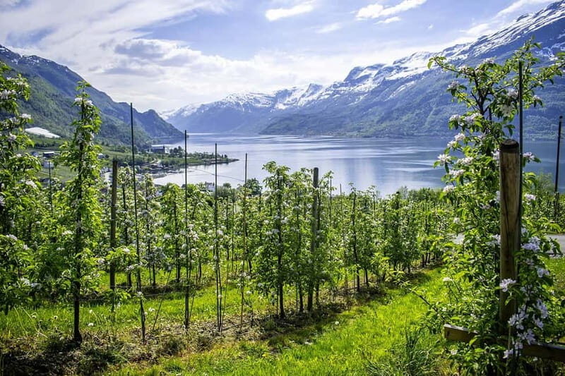Scenic Hardanger Fjord, Waterfalls, and Orchards Day Trip - FAQ