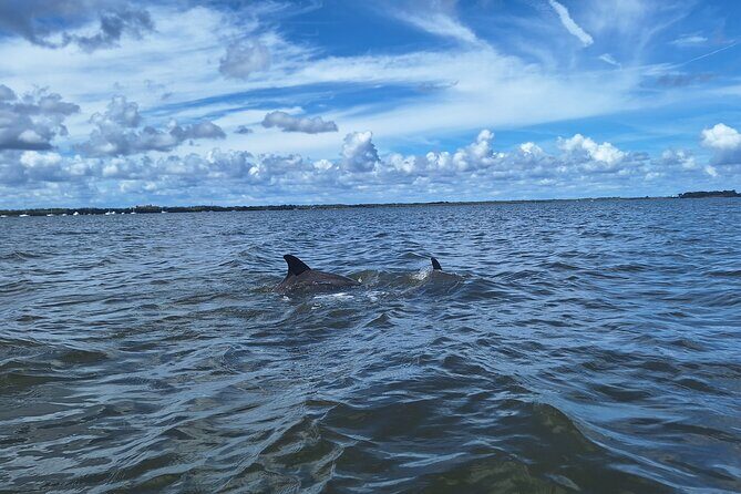 Scenic Mangrove Tunnel Paddle Tour  New Smyrna Beach - Final Words